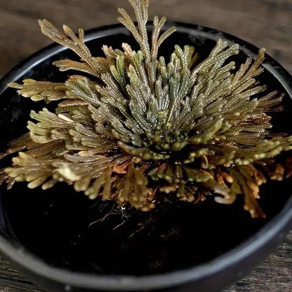 LAST ONE Rose of Jericho,  One Plant , Spiritual Cleansing, Luck, and Prosperity - Picture 5 of 8
